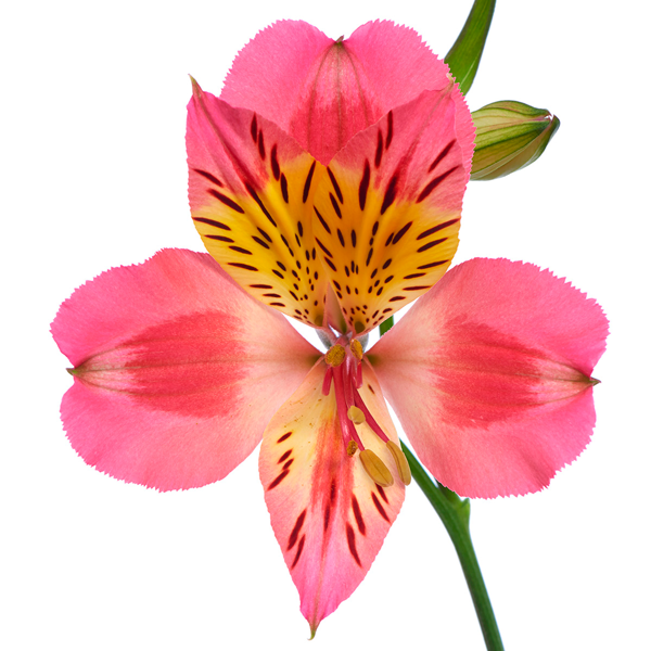 Alstroemeria – Flores de Chiltepec