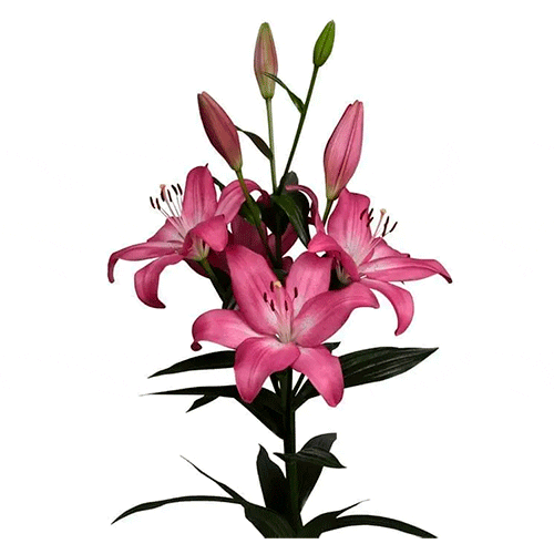 Rosa