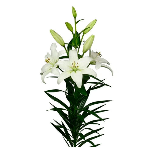 Blanco