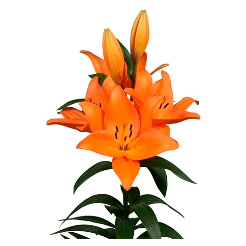 Naranja