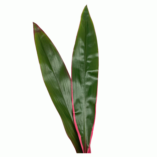 Cordyline