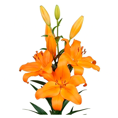 Naranja