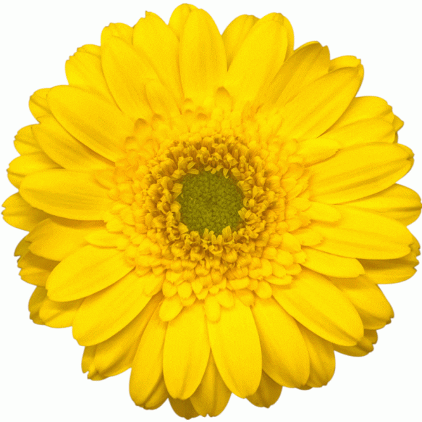 Delaja