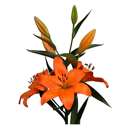 Naranja