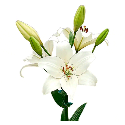 Blanco