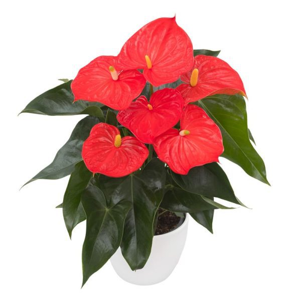 Naranja