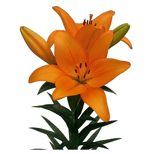 Naranja