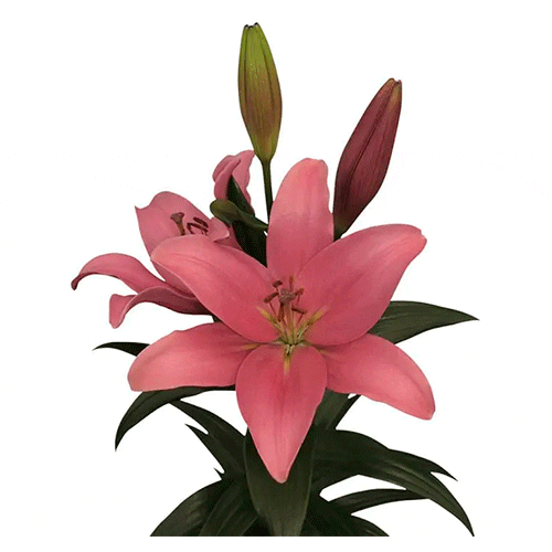 Rosa