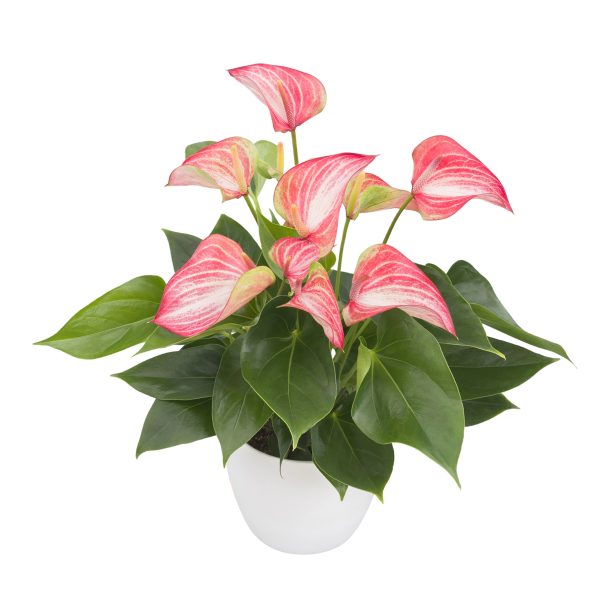 Bicolor