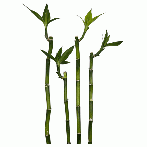 Lucky Bamboo
