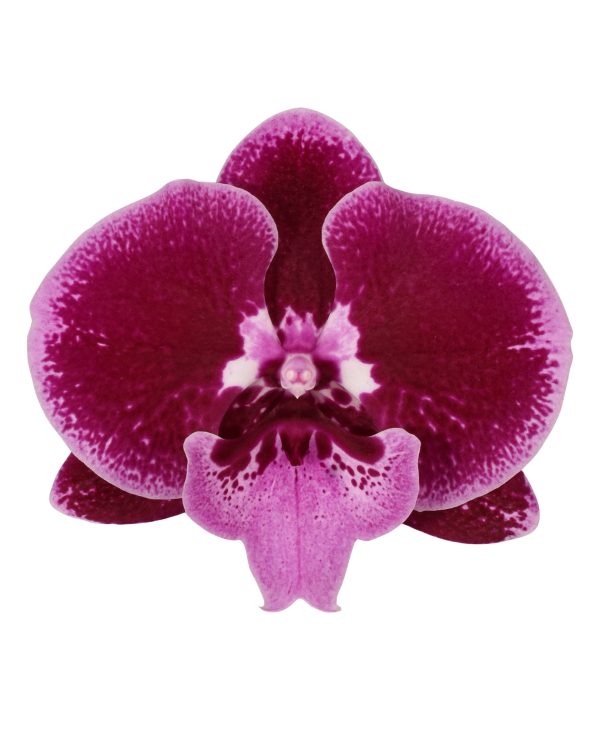 Bicolor