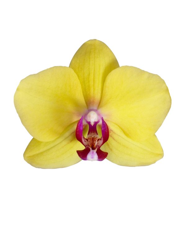 Amarillo