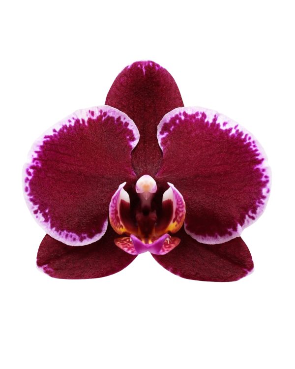 Bicolor