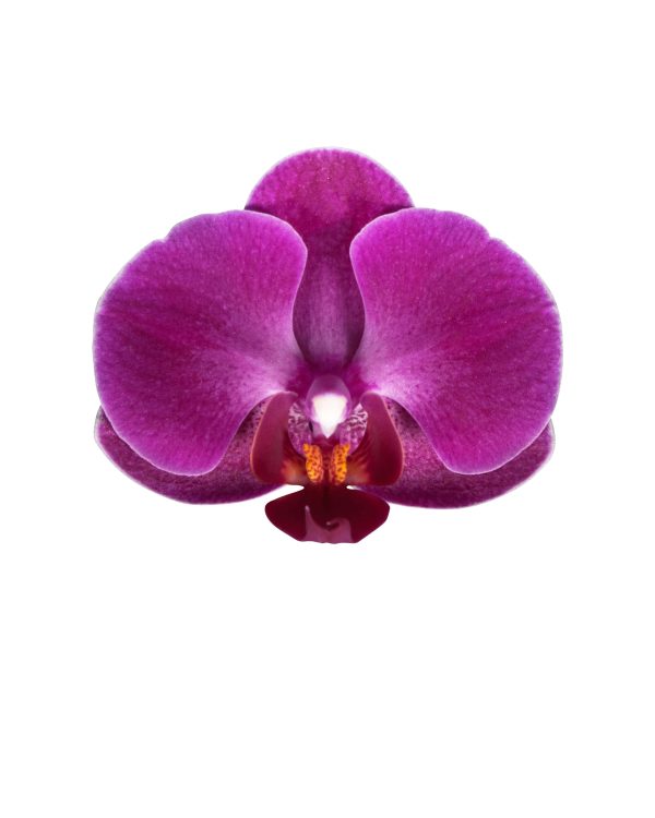 Morado