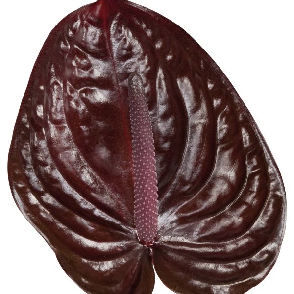 Vino