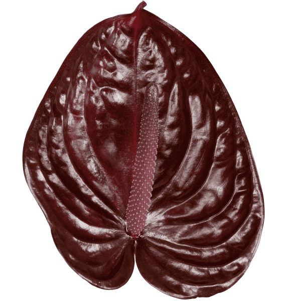 Vino