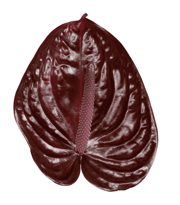 Vino