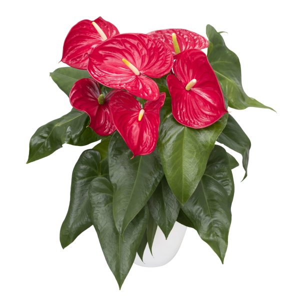 Rojo