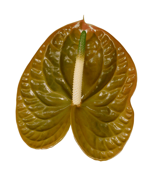Verde