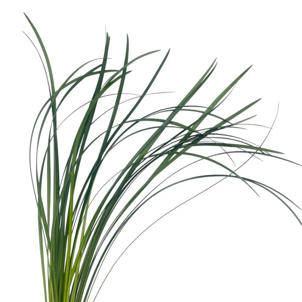 Lily Grass