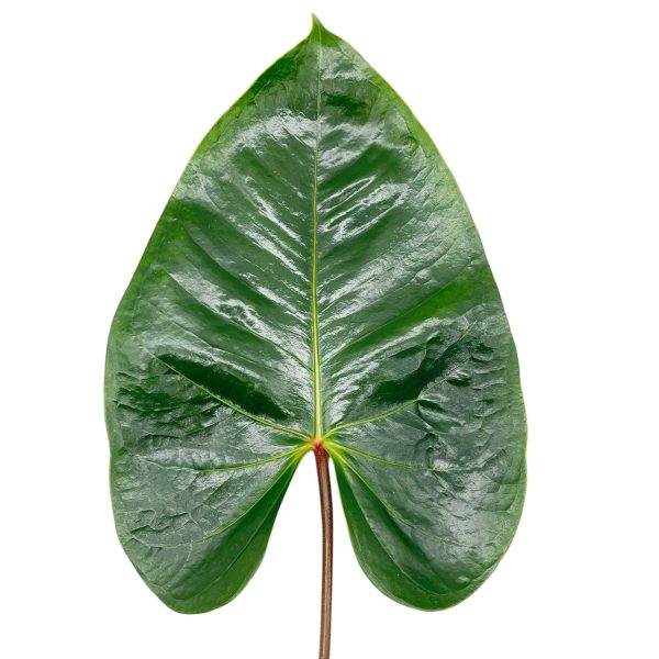 Hoja de Anthurium