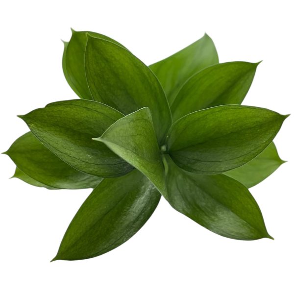 Ruscus