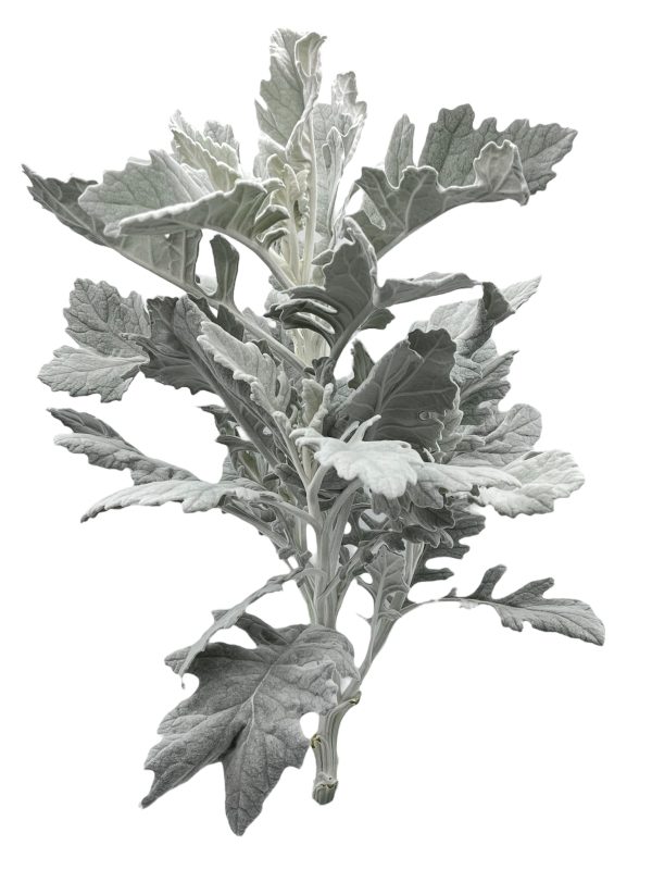 Dusty Miller