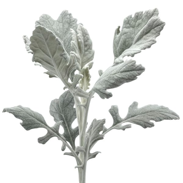 Dusty Miller