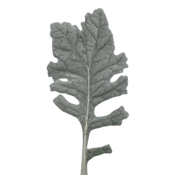 Dusty Miller