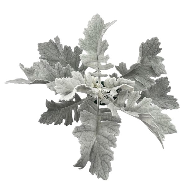 Dusty Miller