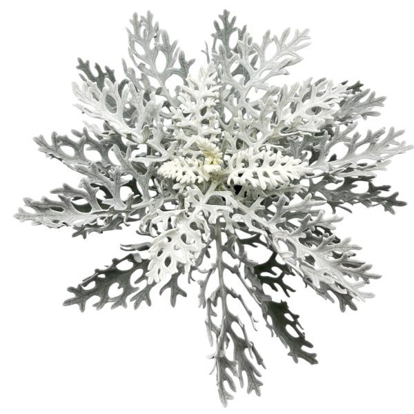 Dusty Miller