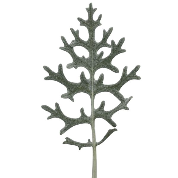 Dusty Miller