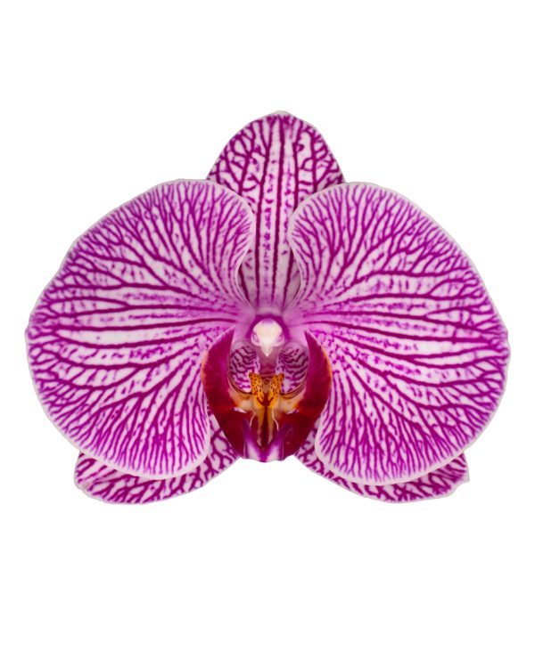 Bicolor