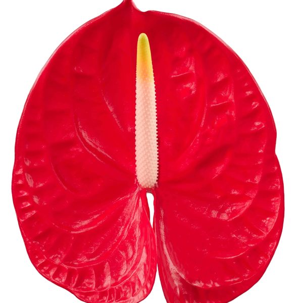 Sonera