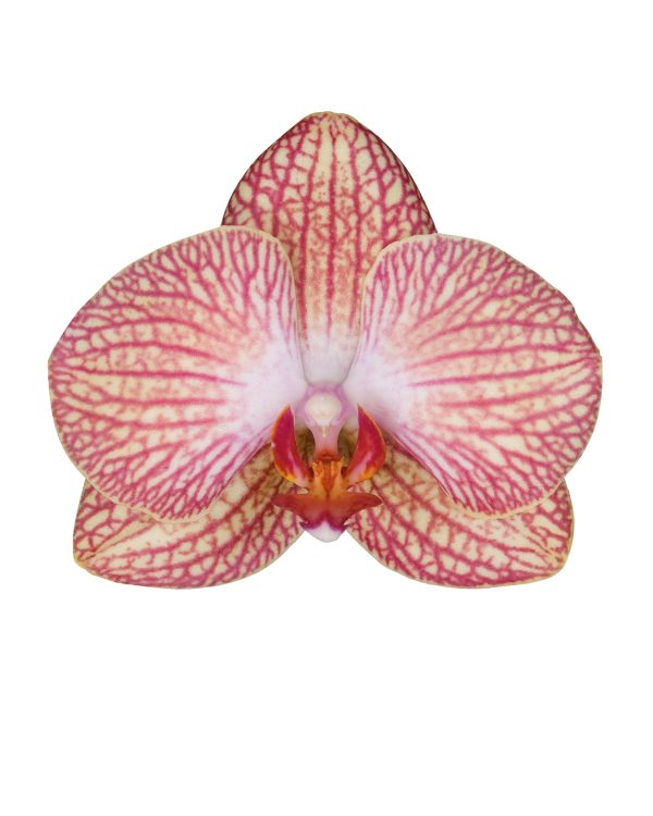 Bicolor