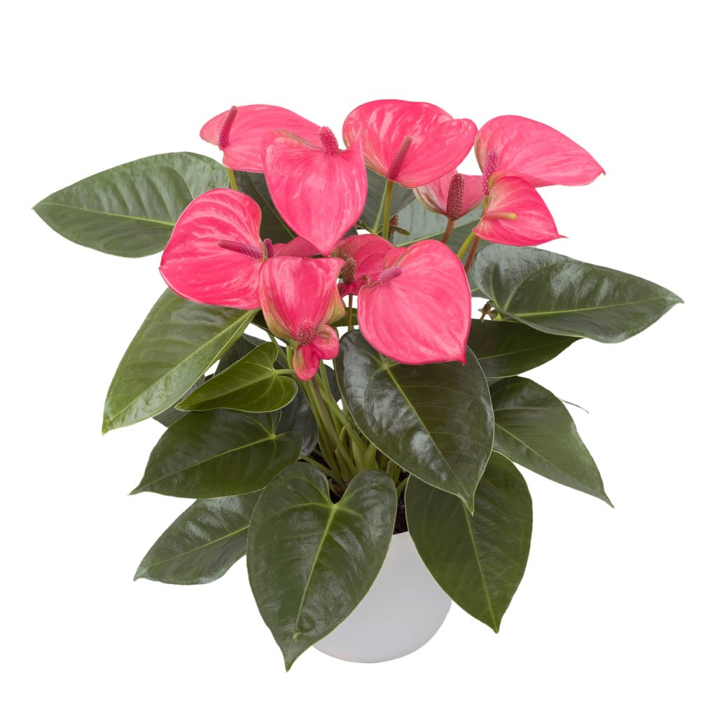 Anthurium – Flores de Chiltepec