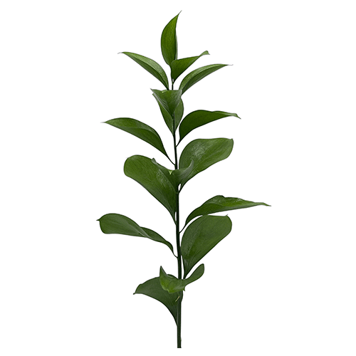 Ruscus