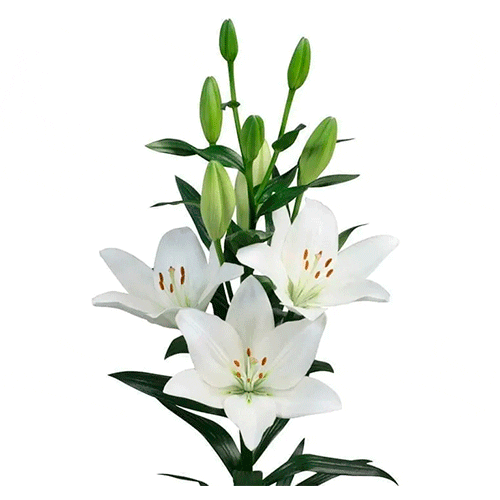 Blanco