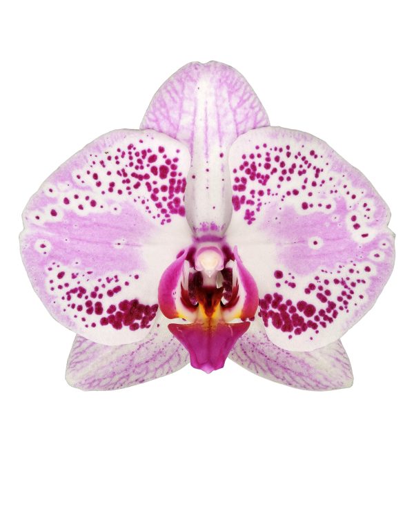 Bicolor