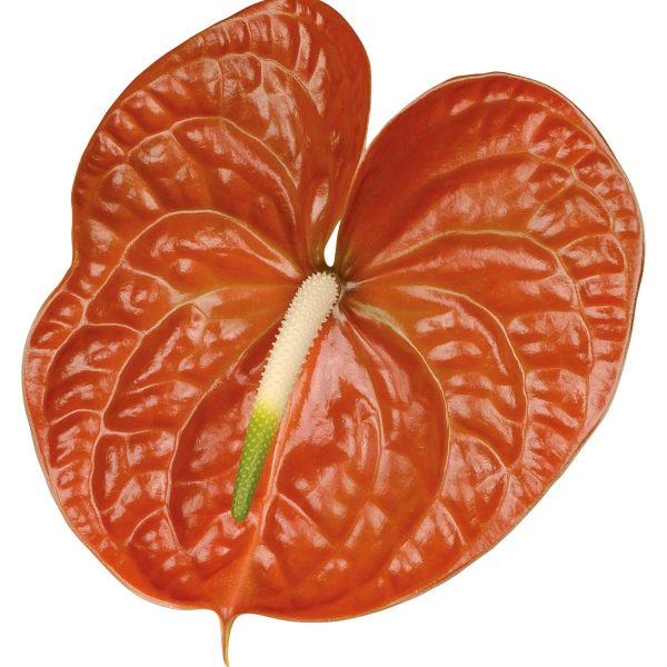 Mantara