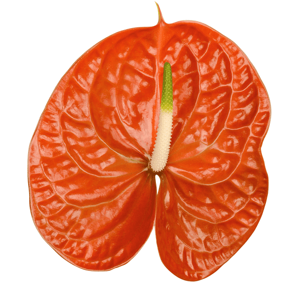 Mantara