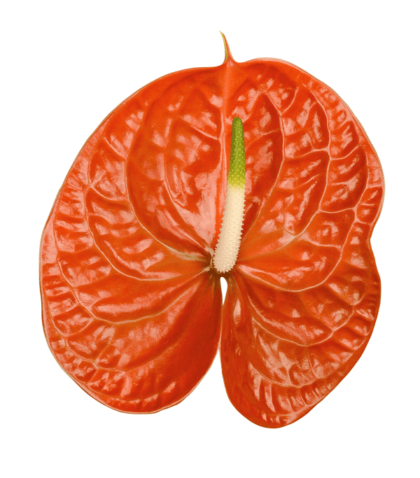 Mantara
