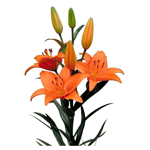 Naranja