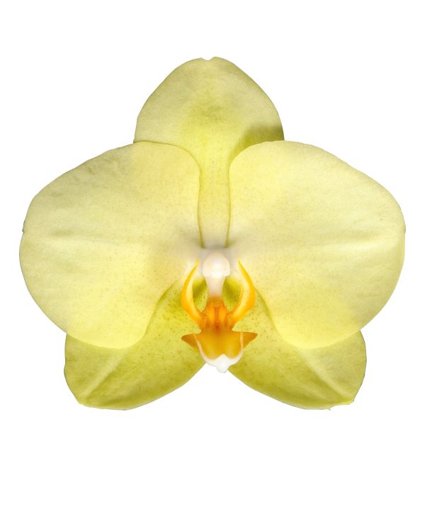 Amarillo