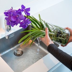 TIPS para mantener hermosa tu orquídea Vanda