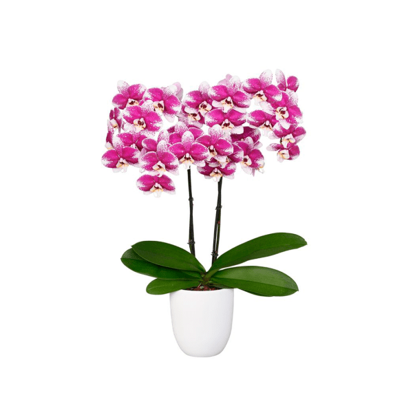 Bicolor