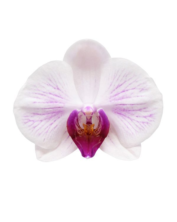 Bicolor