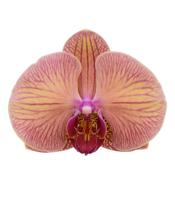 Bicolor