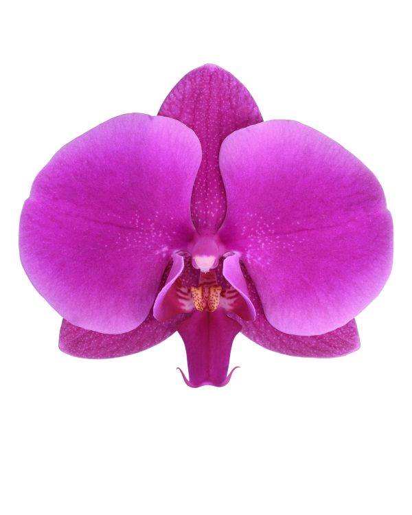Morado