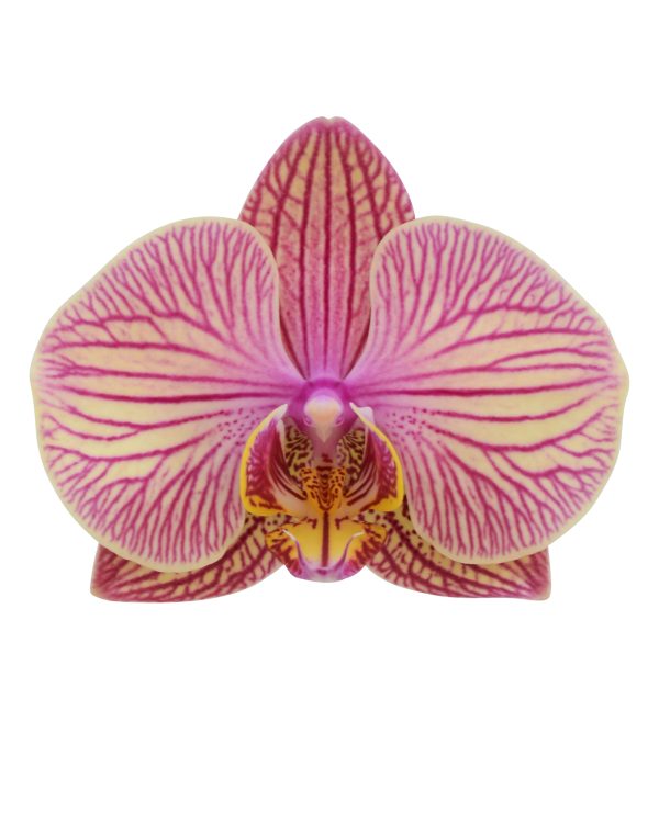 Bicolor
